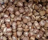 Bettel Nuts