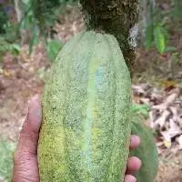 Cocoa Beans
