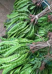 Stink Bean/ Bitter Bean/ Parkia Speciosa