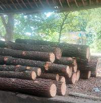 Pine Wood