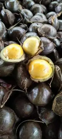 Archidendron Pauciflorum/ Djenkol/ Dogfruit