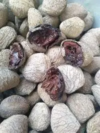 Pangium Edule