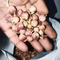 White Cardamom