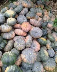 Pumpkin