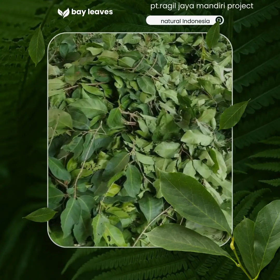 Bay Leaves
