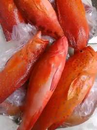 Fish Grouper