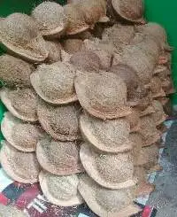 Coconut Old / Husked