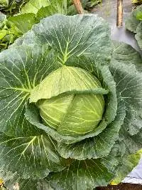Cabbage