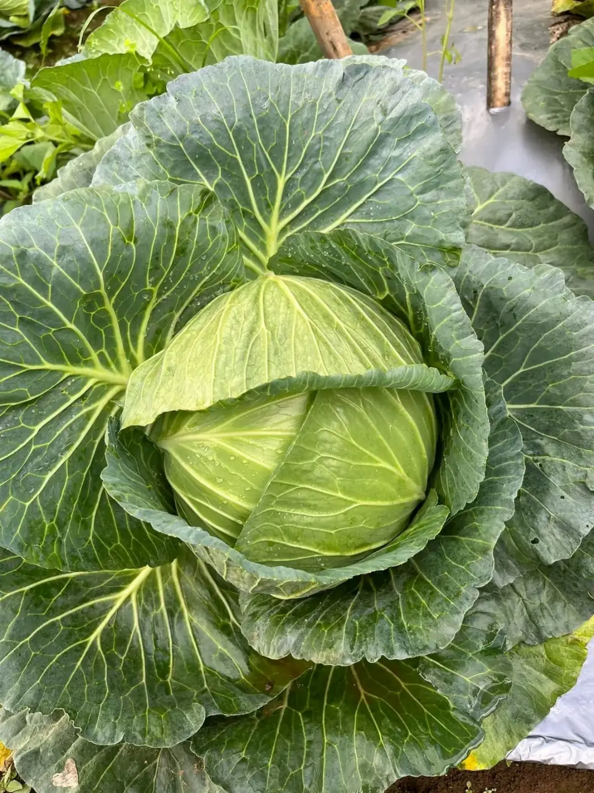 Cabbage