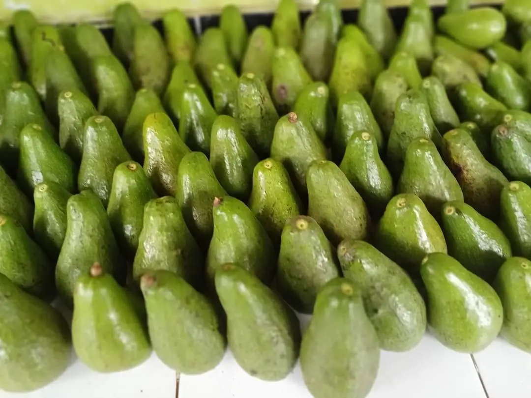 Avocado