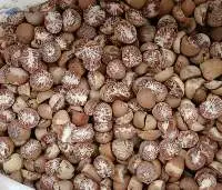 Split Betel Nut