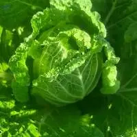 Fresh Cabbage