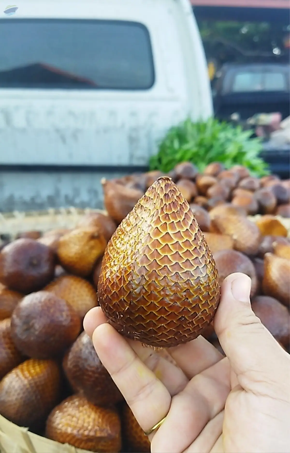 Fresh Snake Fruit