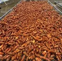 Organic USDA Approved Turmeric