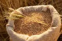 Wheat