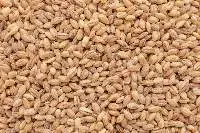 Barley