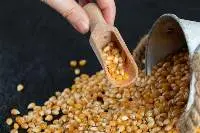 Animal Feed Corn