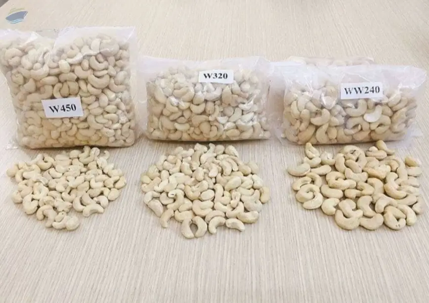 Quality Cashew Nut W240, 320, 180