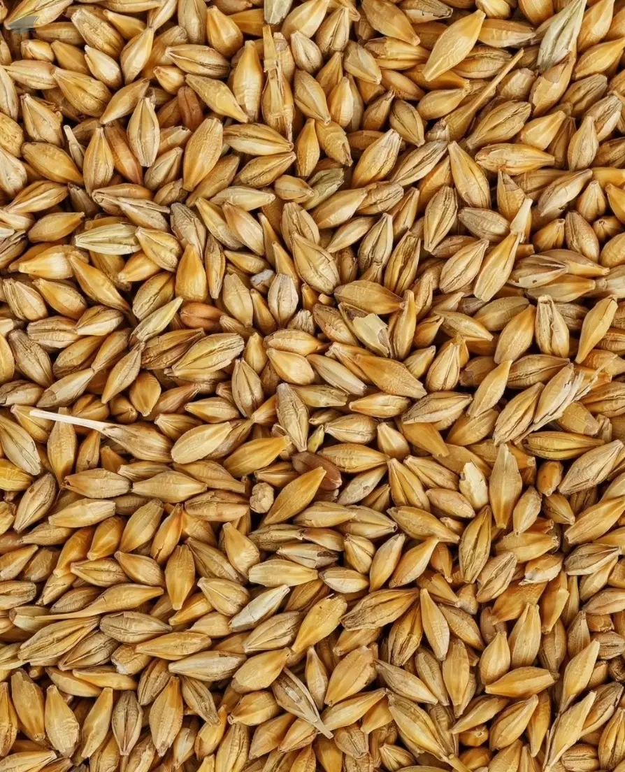 Premium Barley Seeds/Animal feed