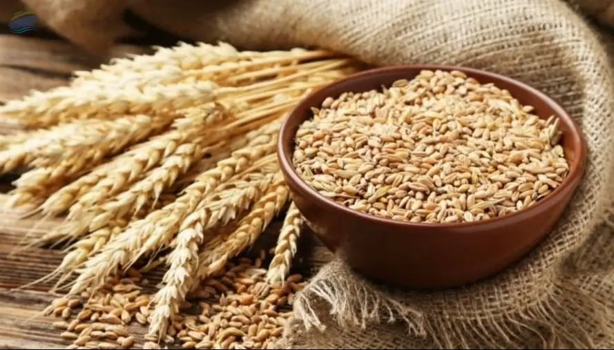 Premium High Quality Barley Max Barley Grain
