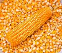 Best Quality Non-GMO Yellow Corn / Maize