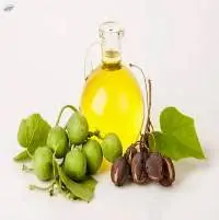 Cheap Price Refined Jatropha Oil