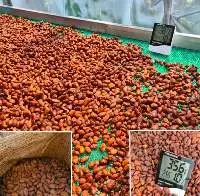 Natural Cocoa Beans Seeds