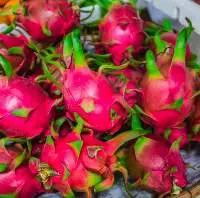 100% Natural Red Dragon Fruit High