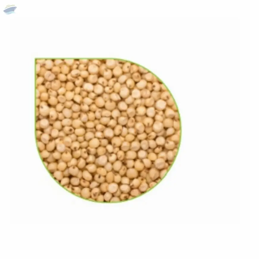 Sorghum