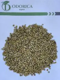 Coriander