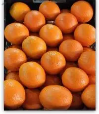 Valencia Orange