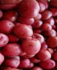 Red Potatoes