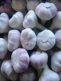Garlic