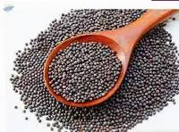 Mustard Seeds