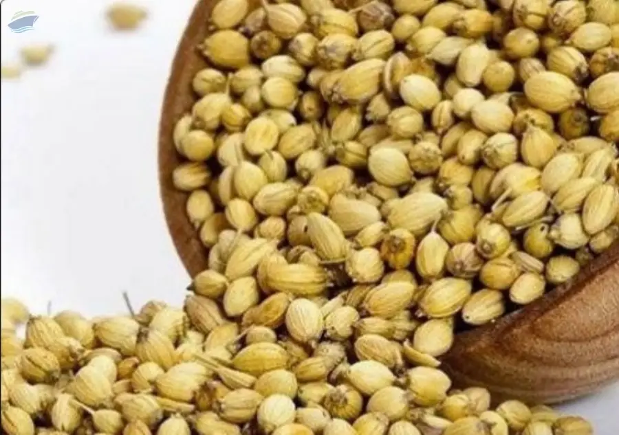 Coriander Seeds