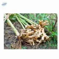 Turmeric Root