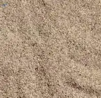 Sesame Seed