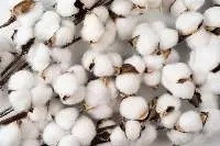 Cotton
