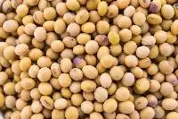 Soybean