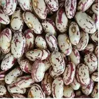 Light Speckled Kidney Beans