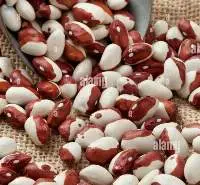 Red Calypso Beans