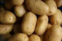 Potato