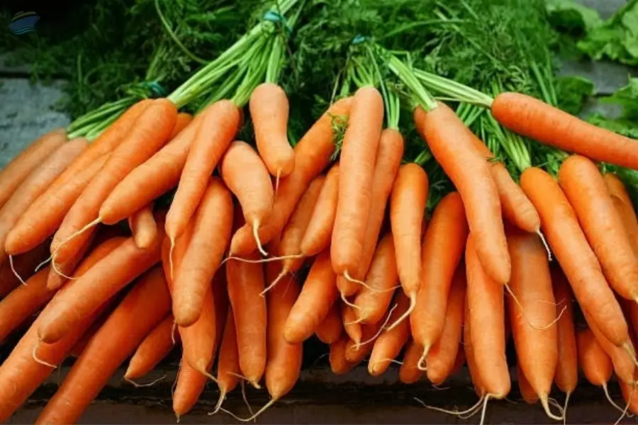 Carrots 