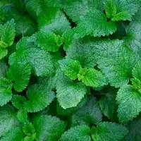 Mint