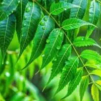 Neem