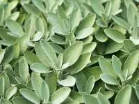 Sage