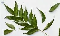 Curry Leaves
