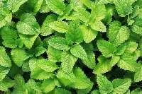 Spearmint