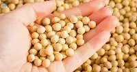 Soybeans