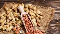 Groundnut